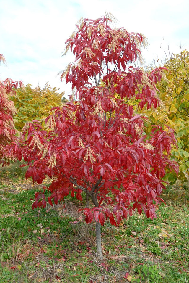 Sourwood Bare Root Native Tree For Sale