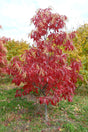 Sourwood Bare Root Native Tree For Sale