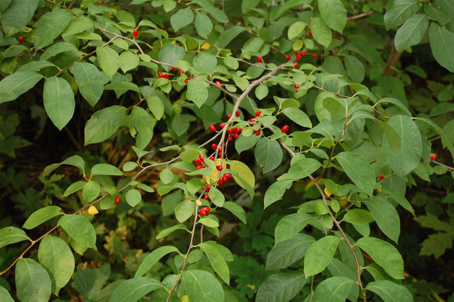 Spicebush Bare Root Native Shrub Tree For Sale