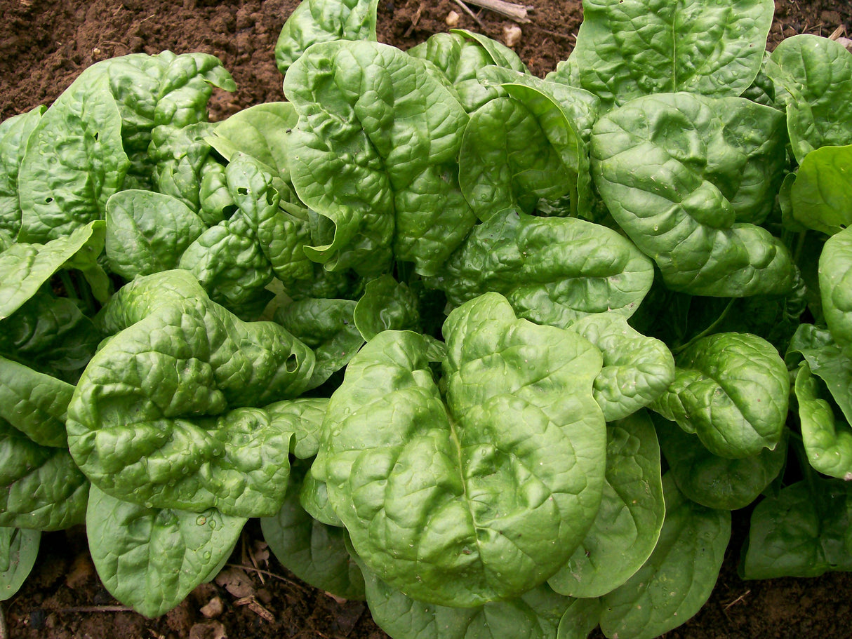 Seeds Spinach, Bloomsdale Long Standing