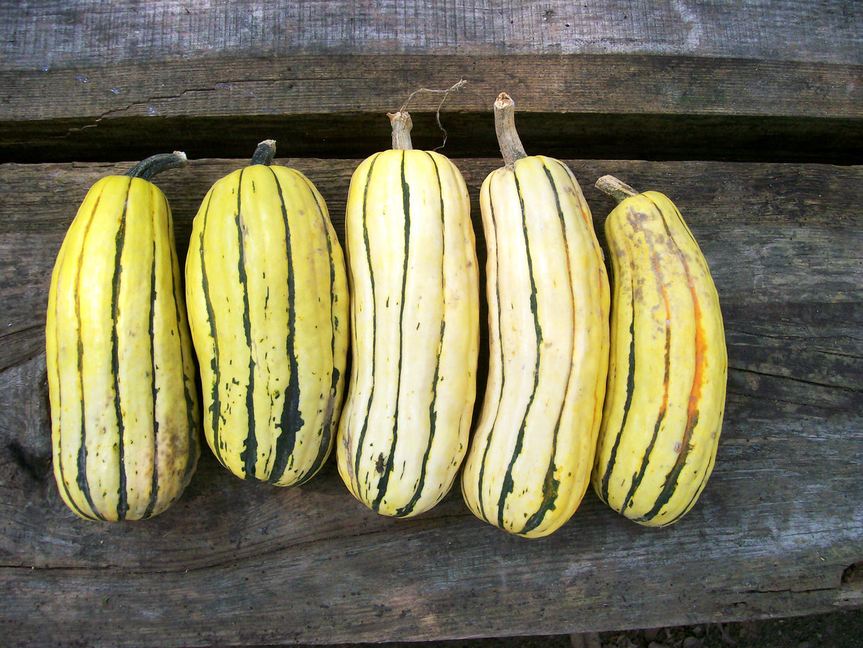 Seeds Pumpkin, Delicata Zeppelin