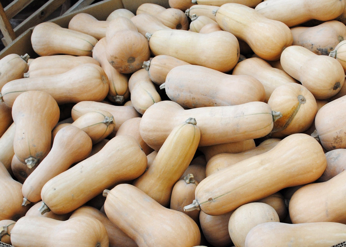 Seeds Squash, Waltham Butternut