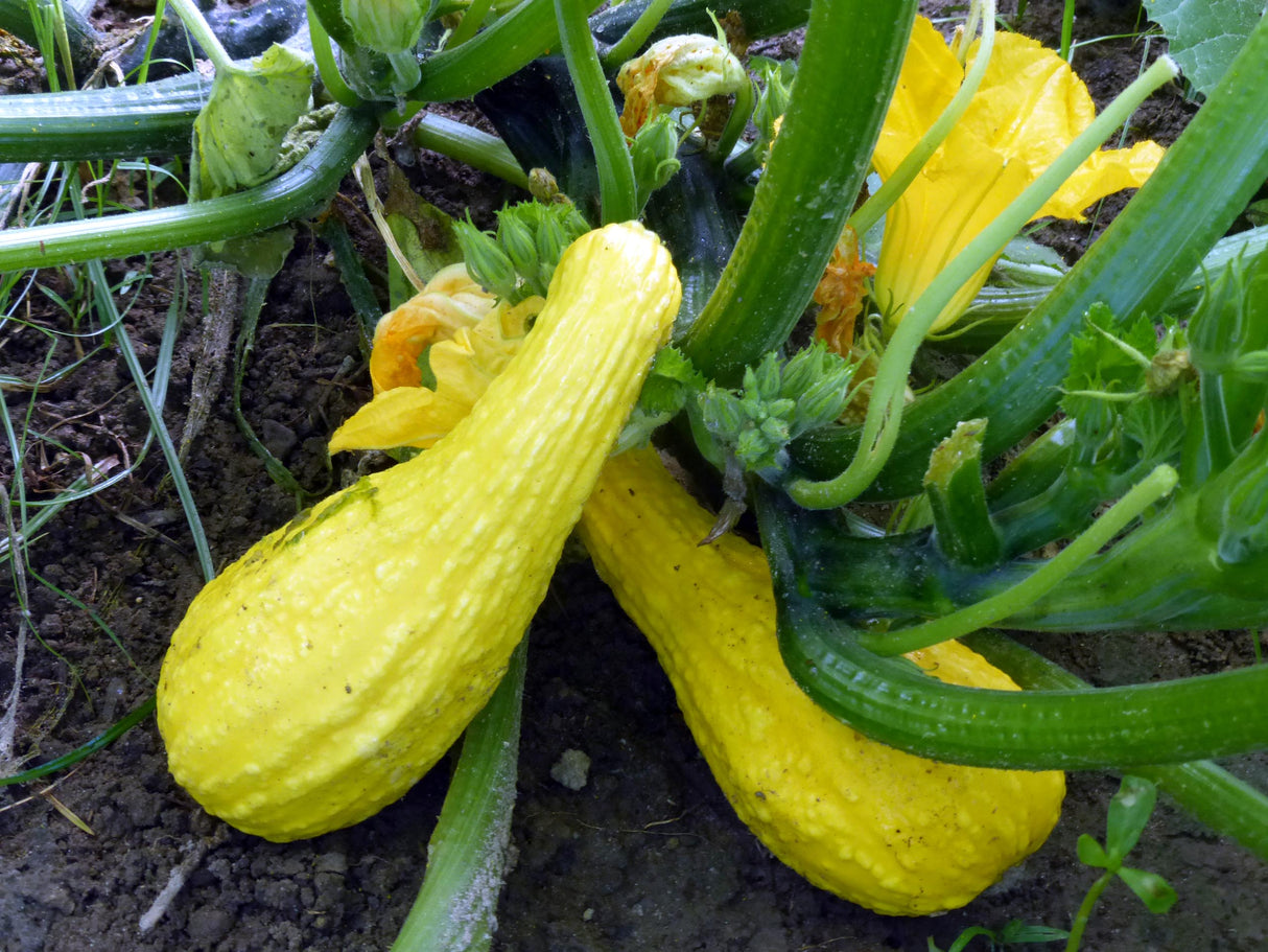 Seeds Squash, Yellow Crookneck