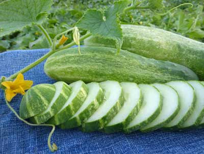 Seeds Cucumber, Straight Eight