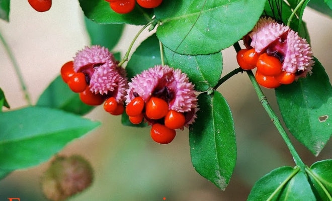 Strawberrybush Bare Root Native Shrub For Sale