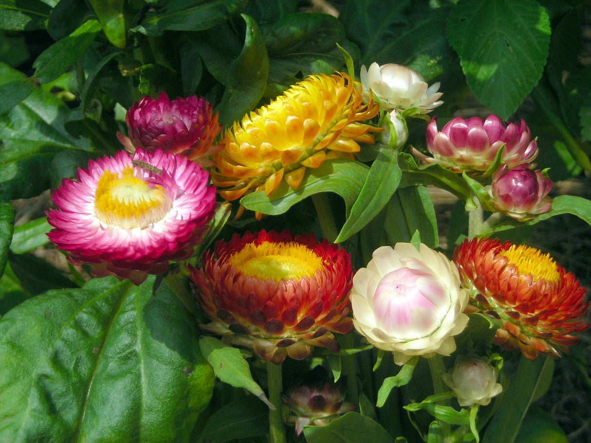 Seeds Strawflower,  Tall Mix