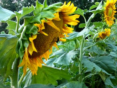 Seeds Sunflower Sunspot