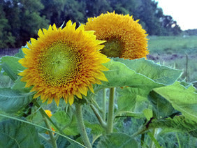 Seeds Sunflower, Teddy Bear