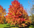 Sweetgum Bare Root Native Shrub Tree For Sale