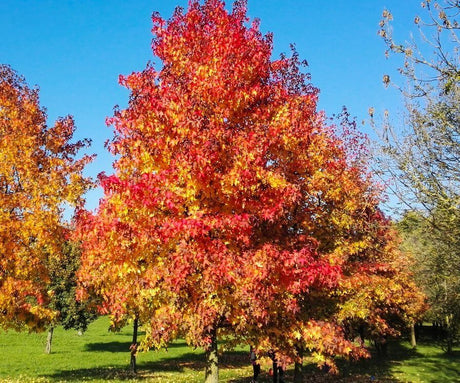 Sweetgum Bare Root Native Shrub Tree For Sale