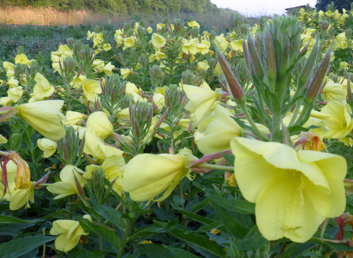 Seeds Tina James’ Magic Evening Primrose