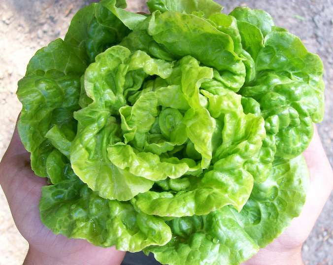 Seeds Lettuce, Tom Thumb