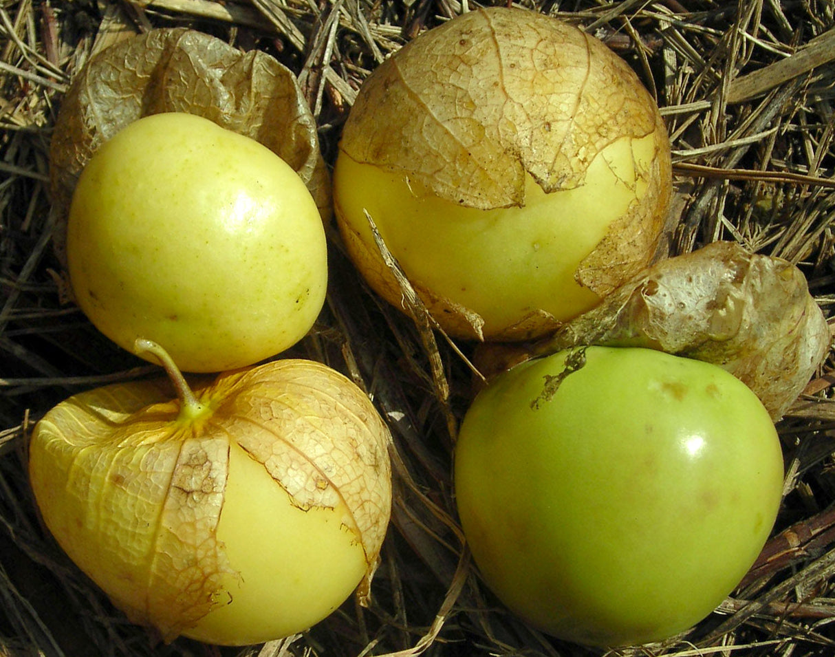 Seeds Tomatillo, Tomate Verde