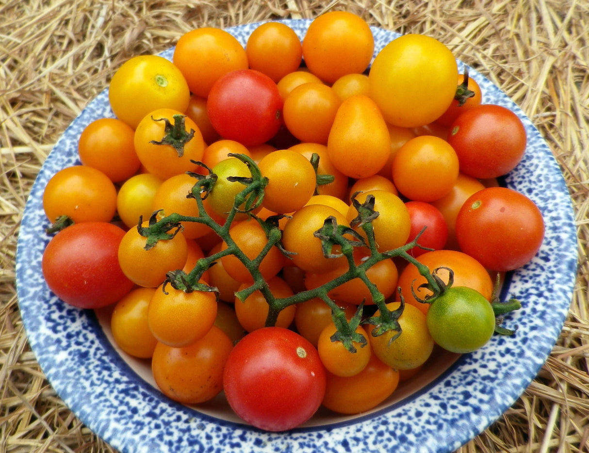 Seeds Tomato Cherry Amy's Apricot Mix