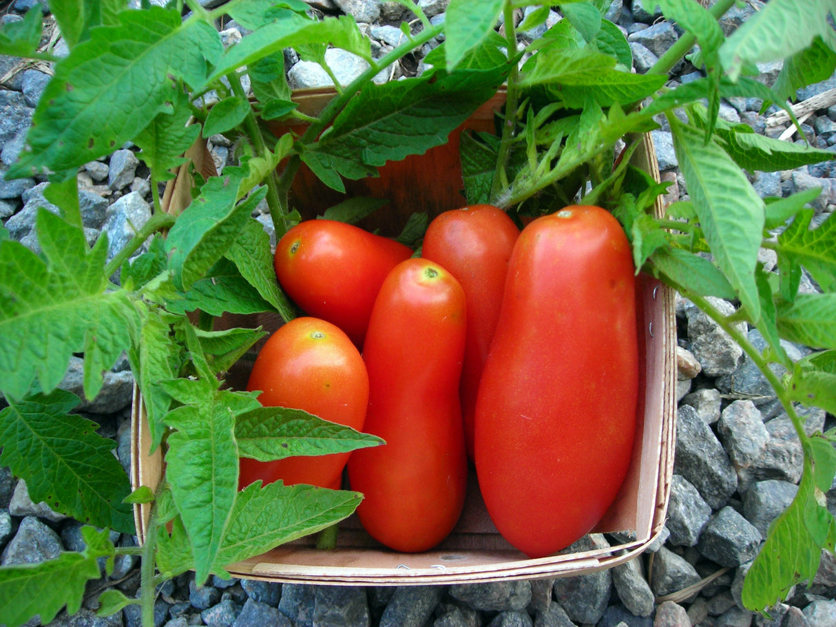 Seeds Tomato, San Marzano