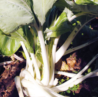 Seeds White-Stemmed Pak Choi