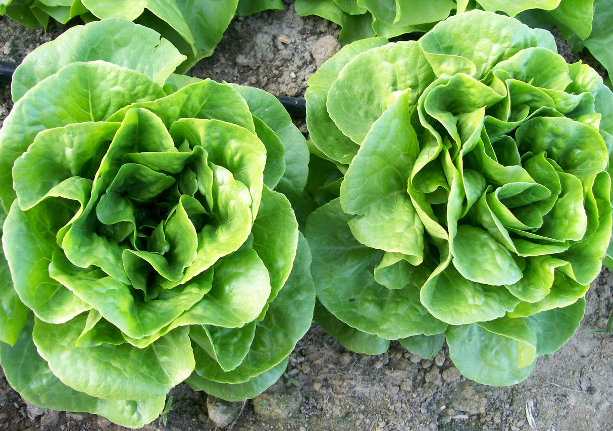 Seeds Lettuce, Winter Density