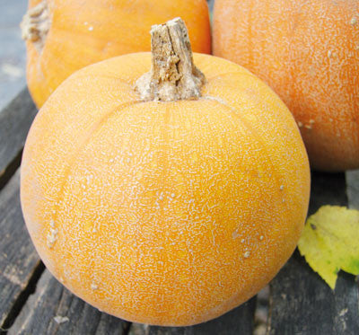 Seeds Pumpkin, Winter Luxury Pie