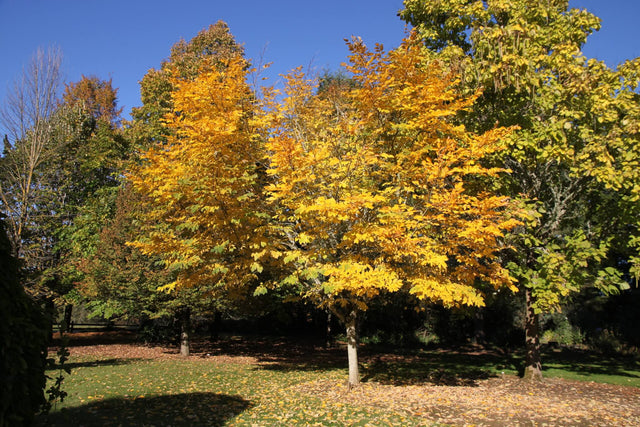 Yellowwood Bare Root Native Tree For Sale