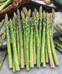 Bare Root Jersey Knight Asparagus For Sale