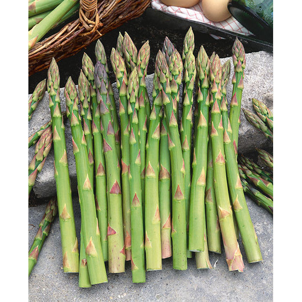 Bare Root Mary Washington Asparagus For Sale