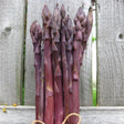 Bare Root Sweet Purple Asparagus For Sale