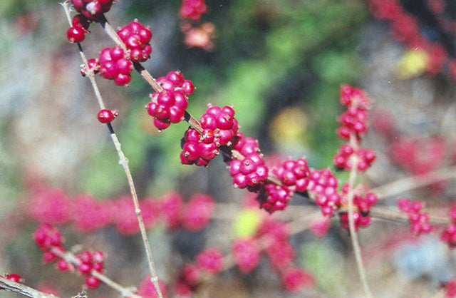 Bare Root Coralberry For Sale