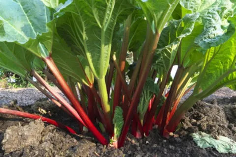 Bare Root Valentine Rhubarb For Sale