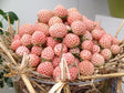 Bare Root Flamingo Strawberry For Sale