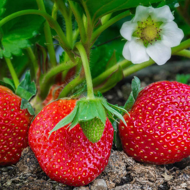 Bare Root Sequoia Strawberry For Sale